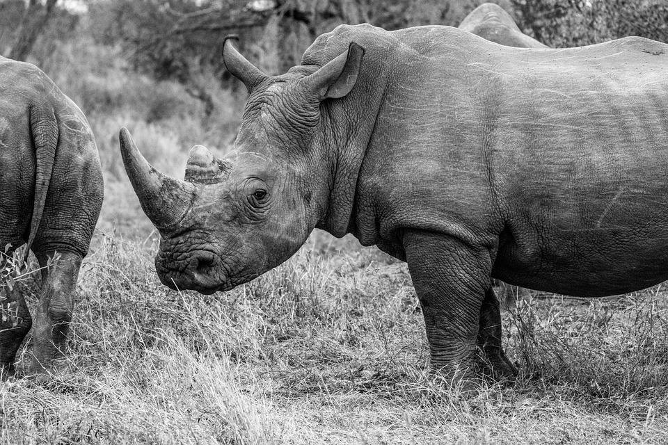 Horn-Lehe entdecken: Kulinarik, Natur und Geheimtipps für Reisende