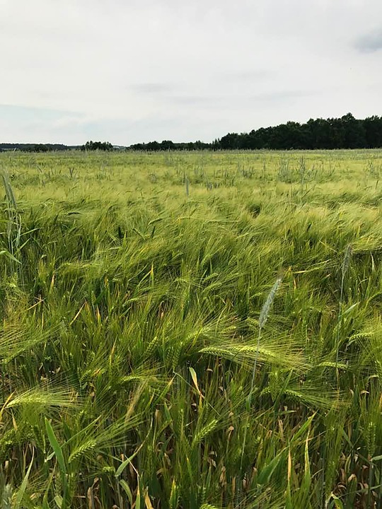 Prignitz Entdecken: Natur, Geschichte und lokale Köstlichkeiten