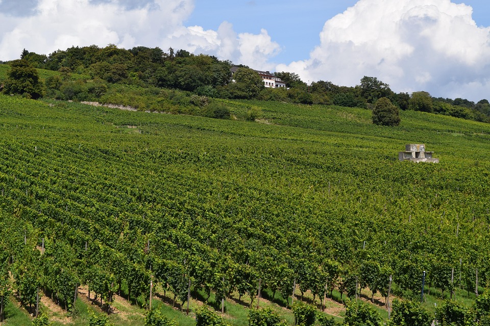 Rheingau-Taunus-Kreis: Entdeckungsreise durch Wein, Natur und Kultur
