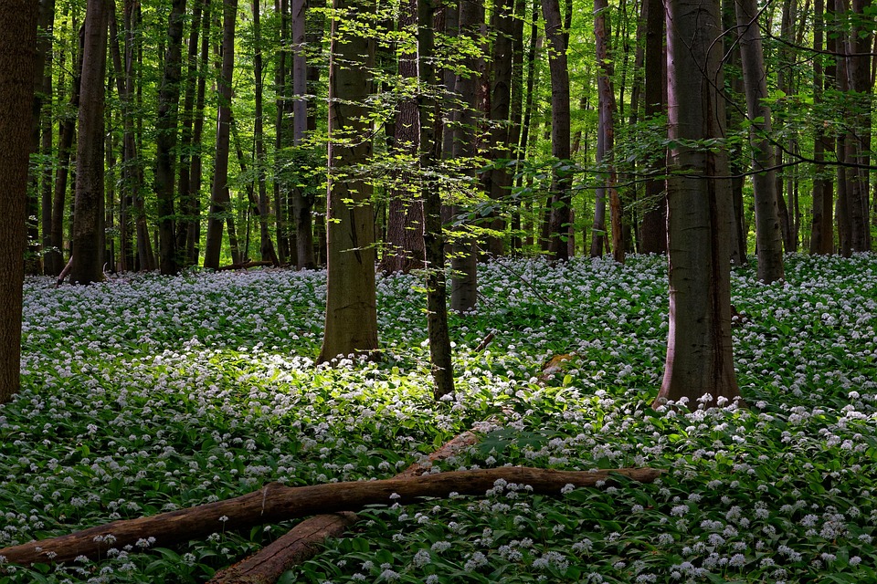 Unstrut-Hainich-Kreis: Natur, Geschichte und Genuss entdecken
