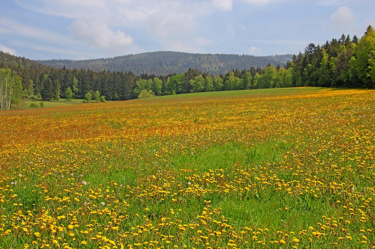 Wanderparadies Oberpfalz: Die besten Routen für Naturfreunde und Genießer!