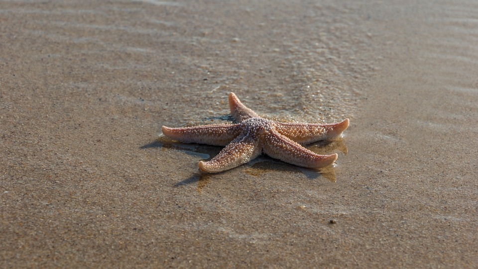Sylt im Ausnahmezustand: Kampf gegen illegale Ferienwohnungen!