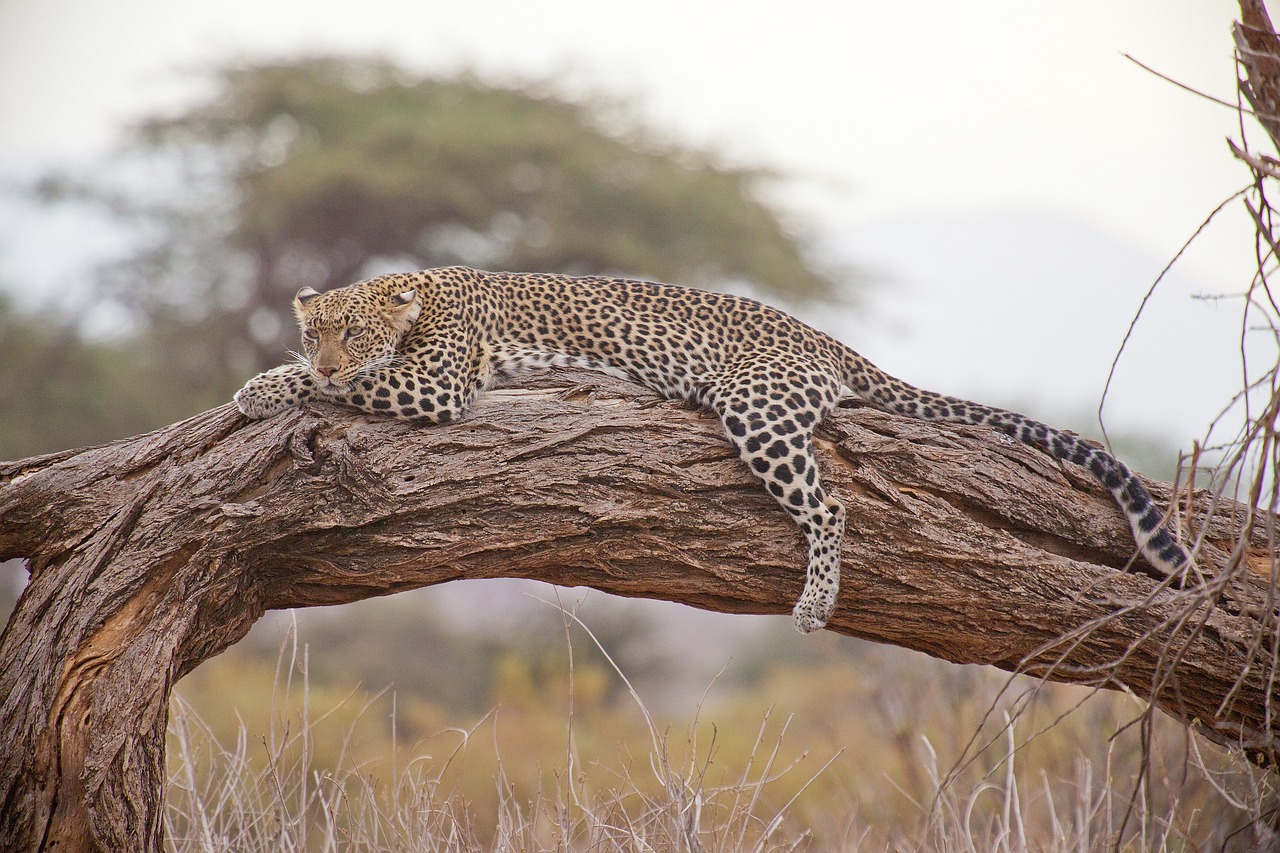 Tansania entdecken: Ihre unvergessliche Safari voller Abenteuer und Kultur!