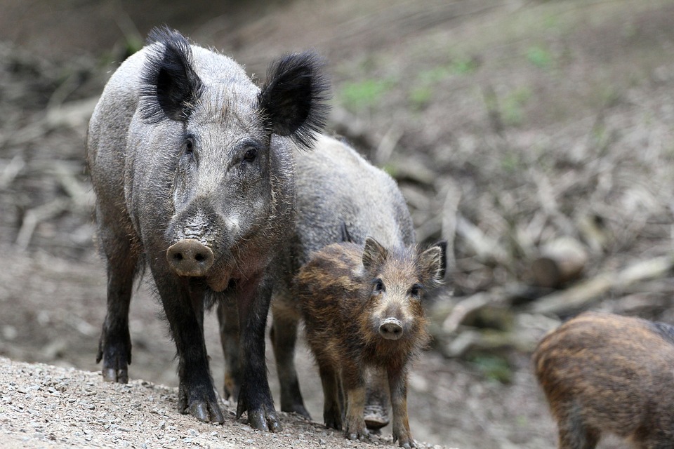 Entdecken Sie Ljubljanas Meisterwerke: Plečniks Erbe in Slowenien!