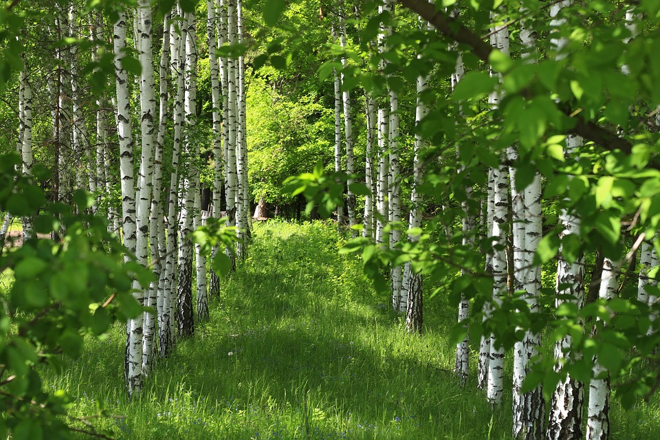 Erleben Sie die Natur: Wandertour durch das Biesenthaler Becken!