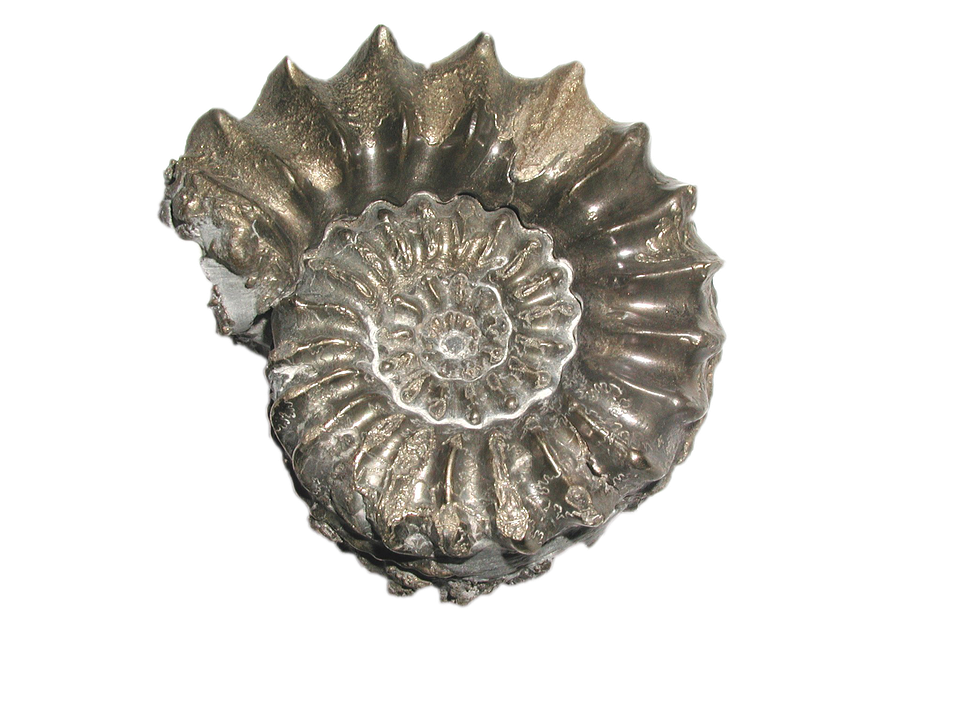 Geiseltalsee: Fossilien aus 45 Millionen Jahren locken Entdecker!