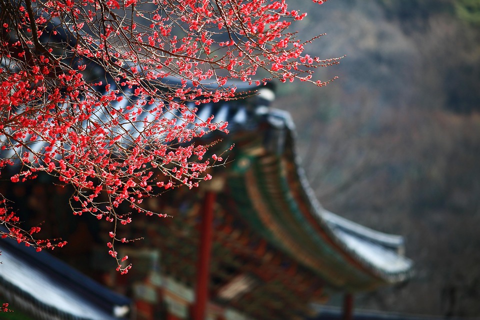 Herbstabenteuer in Korea: Paragliding und Genuss im malerischen Danyang!