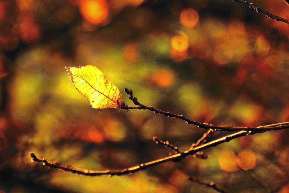 Herbstzauber auf der Vigezzina-Centovalli-Bahn: Jetzt Tickets sichern!