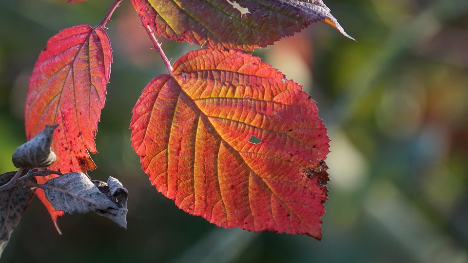 Herbstzauber in Großbritannien: Top 5 Ausflugsziele für Naturfreunde!