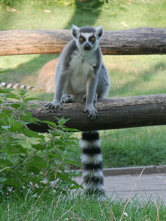 Madagaskar unter Protesten: Ist Ihr Urlaub dort noch sicher?