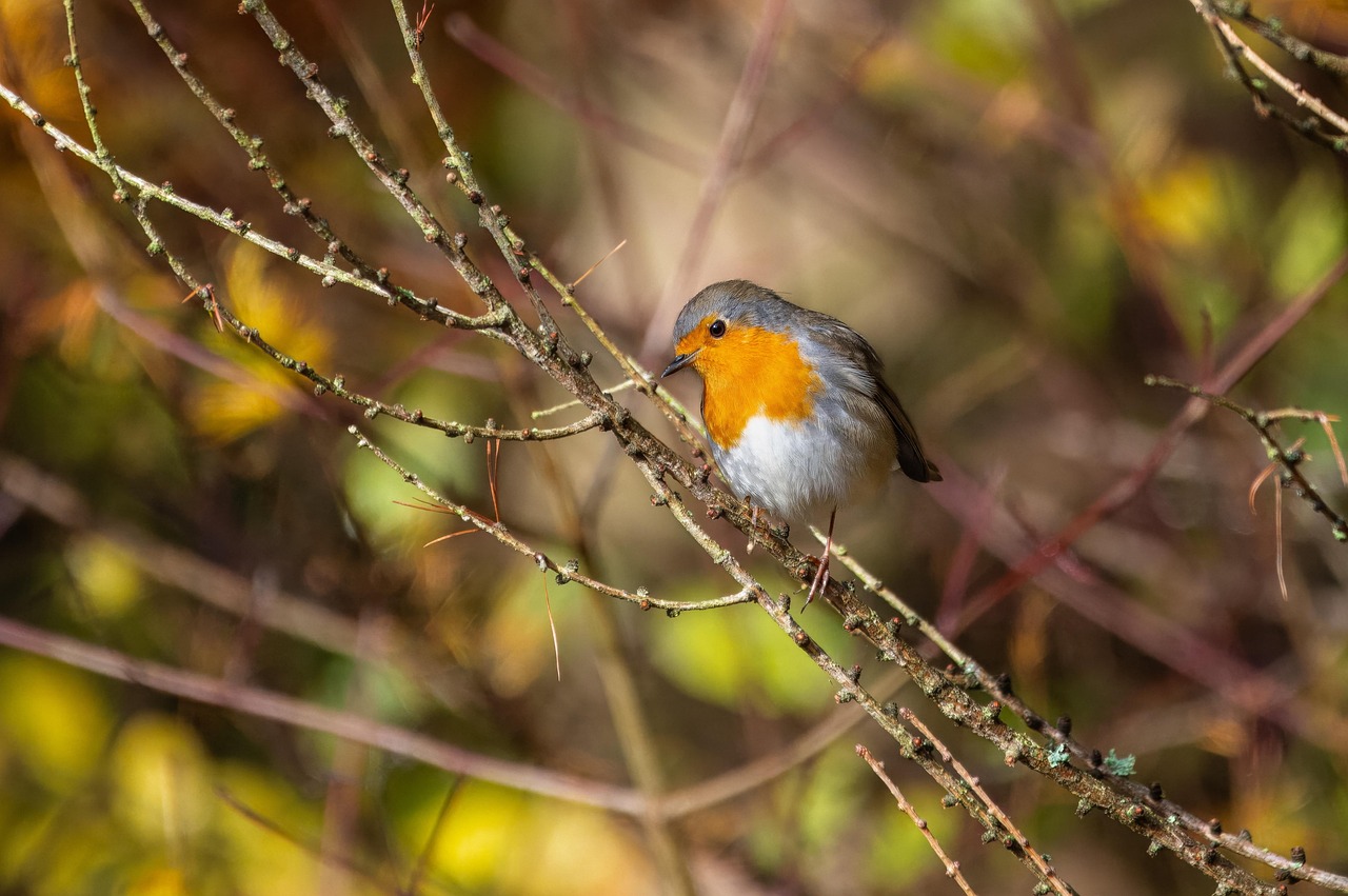 Mossman Gorge Walk – Rainforest Circuit
