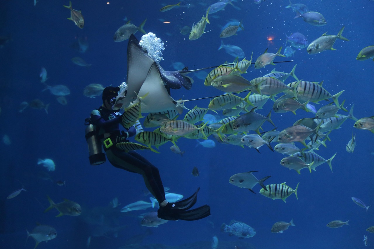 Der ultimative Guide zum Sardine Run Moalboal: Schnorcheln, Tauchen und mehr in Cebu, Philippinen
