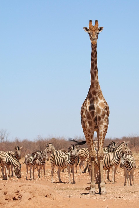 Dachzelt-Abenteuer in Namibia: Fantastische Wildbeobachtungen im KAZA!