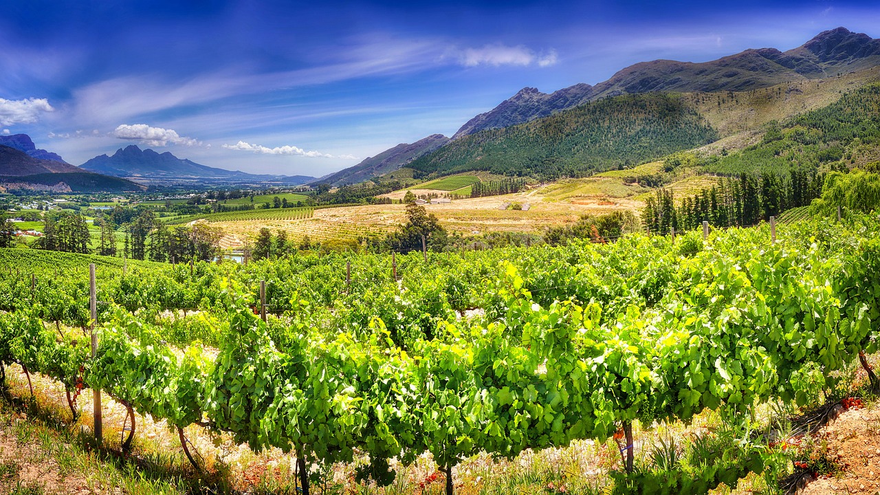 Weinregion Stellenbosch